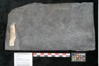 Foto (Objekt + Etikett) von Plantae indet.  (NHMW-GEO-2024-0188-11185)